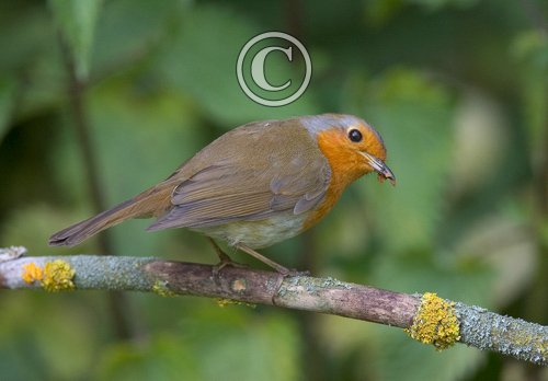 Robin DM0807
